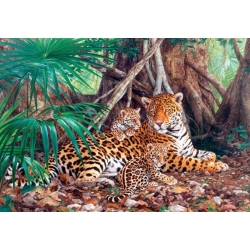 Jaguary w dżungli