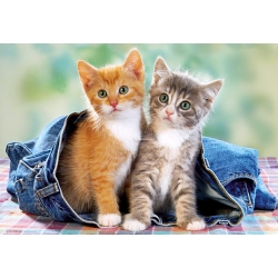 Dwa kociaki w jeansach