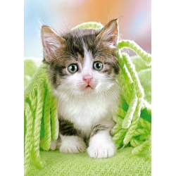 Kociak pod ręcznikiem