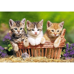 Trzy rozkoszne kocięta