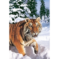Tygrys syberyjski zimą