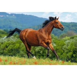 Koń czerwono-brązowy