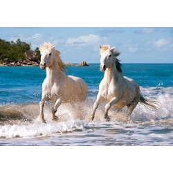 Białe konie Camargue